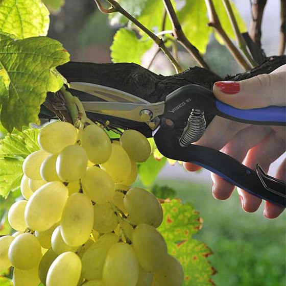 ����� ��� �������  VESCO ���� 19 �"� ��� ����